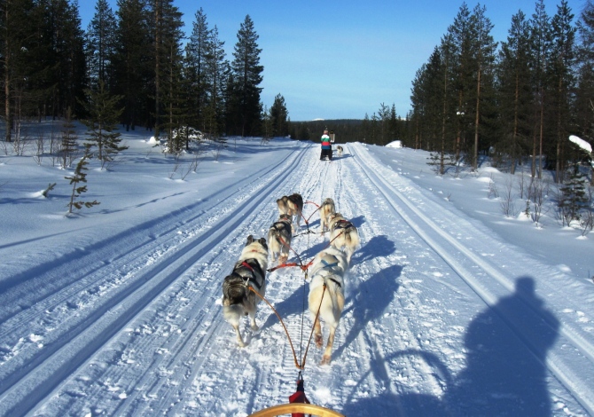 sleddog in Italia