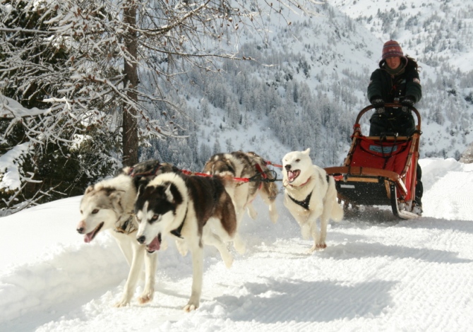 sleddog in Italia
