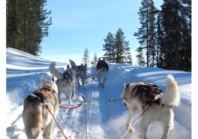 sleddog in Italia