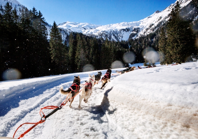 sleddog-neve sleddog-neve