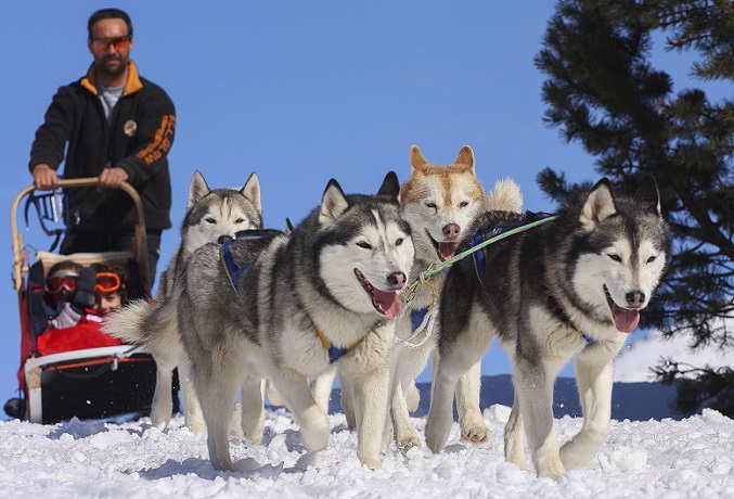 sleddog alpecimbra