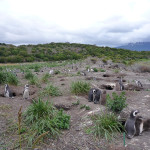 Camminare fra i pinguini della Terra del Fuoco