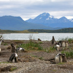 Camminare fra i pinguini della Terra del Fuoco