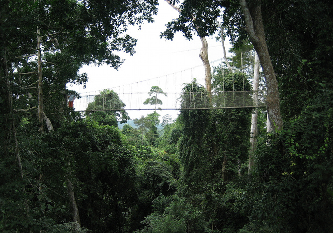 Canopy-Walk Canopy-Walk