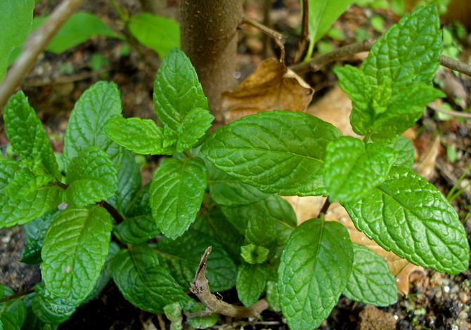 menta piante aromatiche
