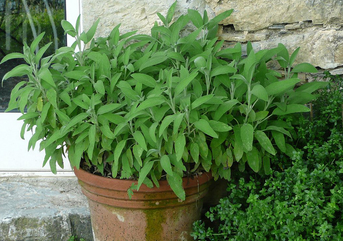 salvia piante aromatiche