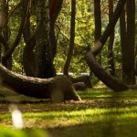 Foreste-suggestive-in-Europa