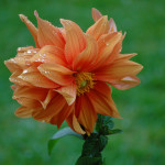 Calendula antizanzare