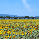 Girasoli, Toscana