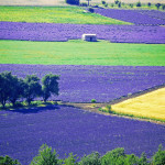 Lavanda, Francia