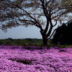 Muschio Rosa, Giappone
