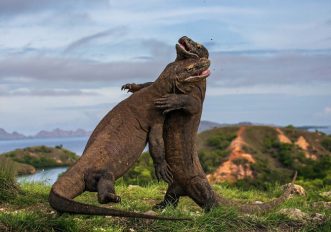 Wildlife Photographer of the Year, a Milano fino al 4 dicembre