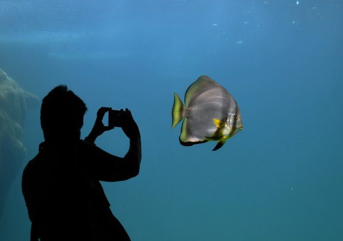 Acquario