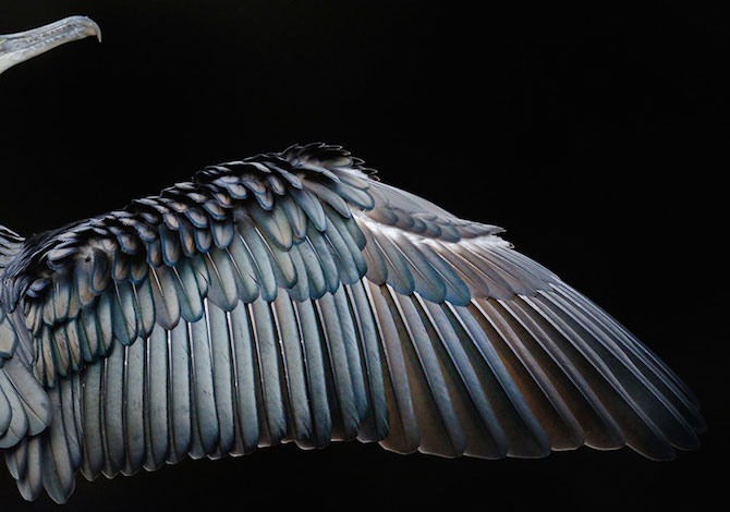 bird-photographer-of-the-year-cormorano-tom-hines
