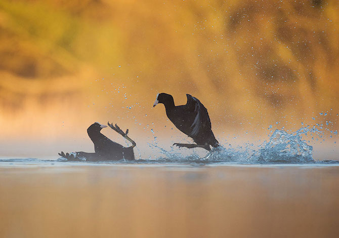 bird-photographer-of-the-year-lotta -fluiche-andrew-parkinson