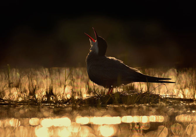 bird-photographer-of-the-year-mignattino-andrej-pelanek