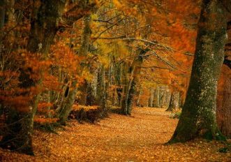 lady-marys-walk_visitscotland
