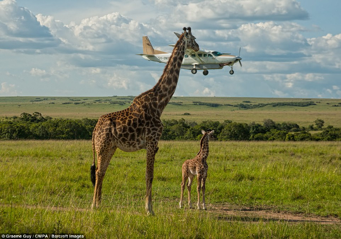 GIRAFFE