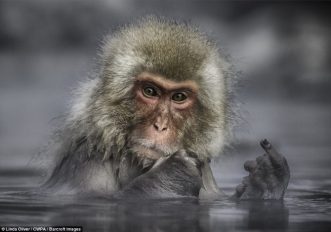 comedy-wildlife-photography-awards-le-foto-della-natura-tutta-da-ridere