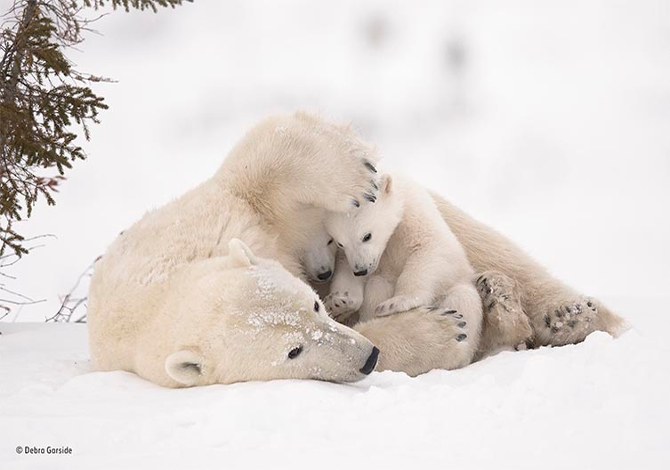 WPOTY_ORSOBIANCO