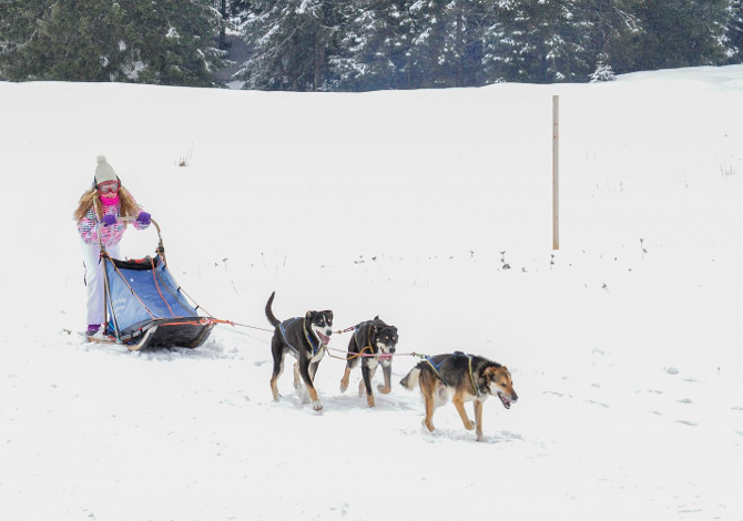 dolomiti_winter_sleddog
