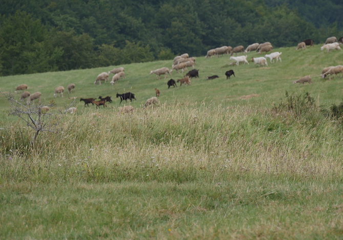majella-bosco-lama-bianca-pecore-foto-de-mori