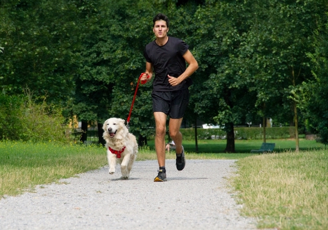 cane-cammionare-in-forma cane-cammionare-in-forma