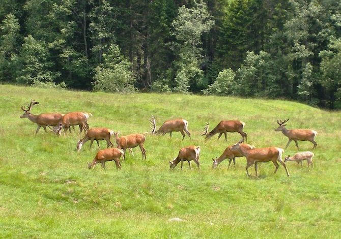 fassa-dolomiti-ritiro-estate-cervi