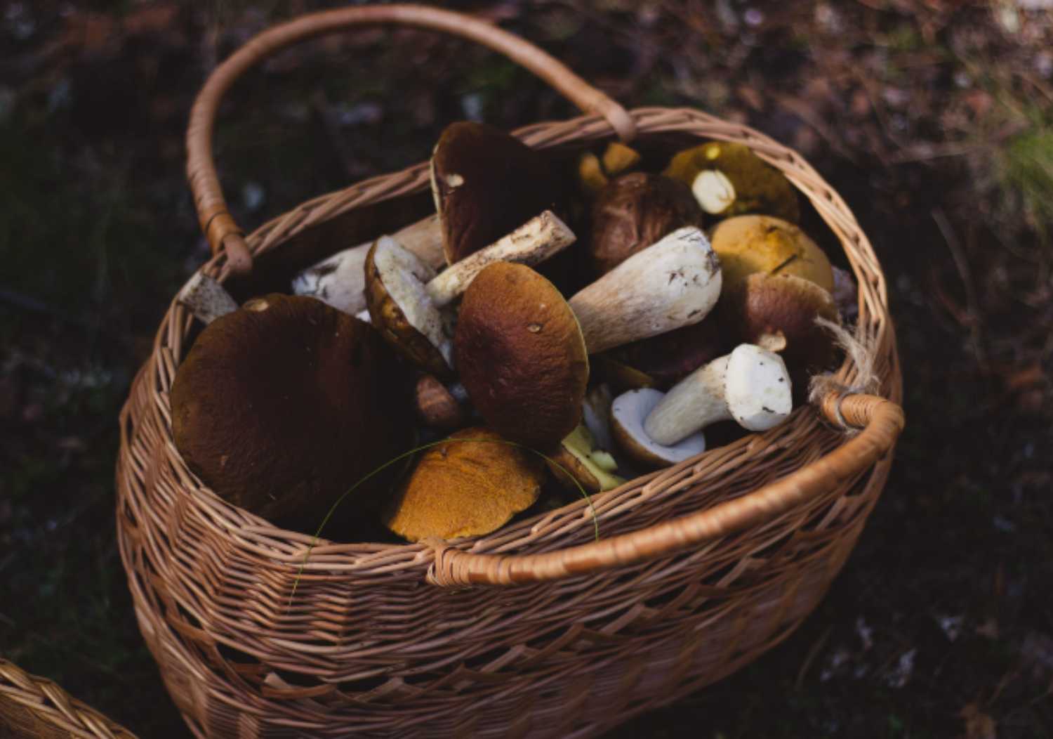 Raccolta funghi: tutte le regole da conoscere