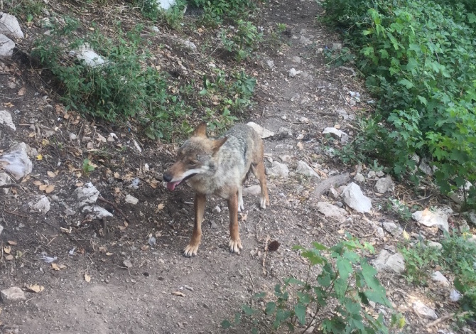 parco-abruzzo-lupo