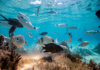 “Verso la generazione oceano” - Decennio del mare