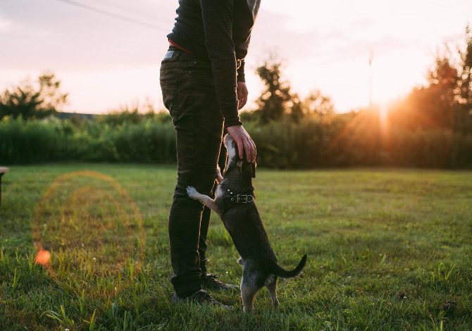 passeggiata con il cane