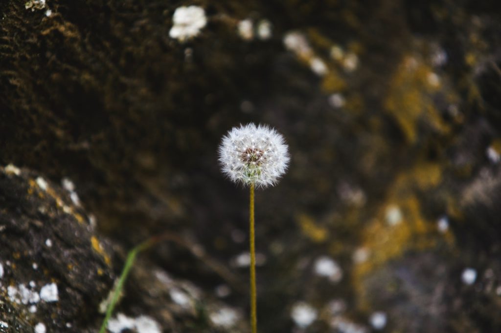 Allergie di primavera