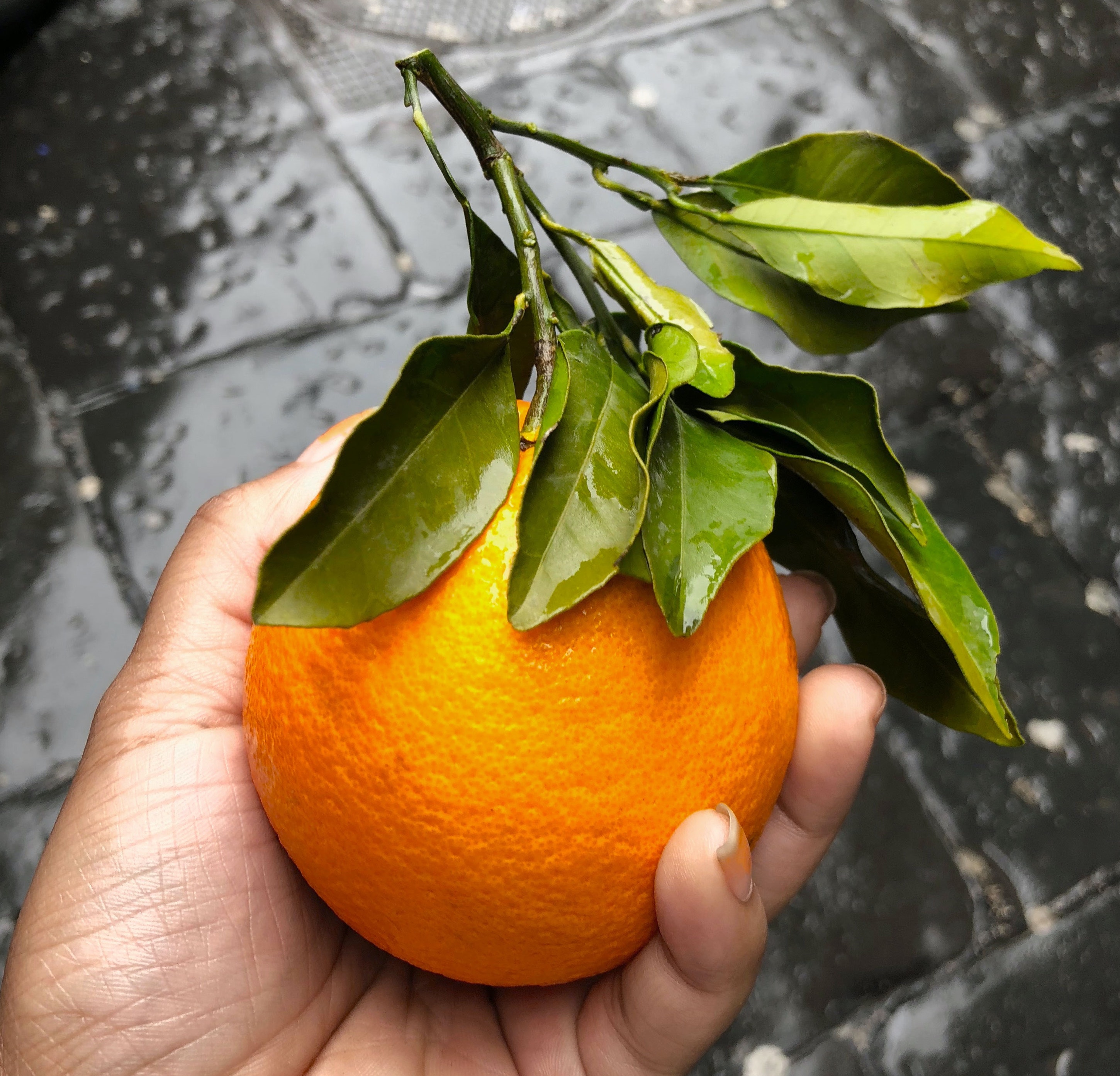 agrumi agrumi