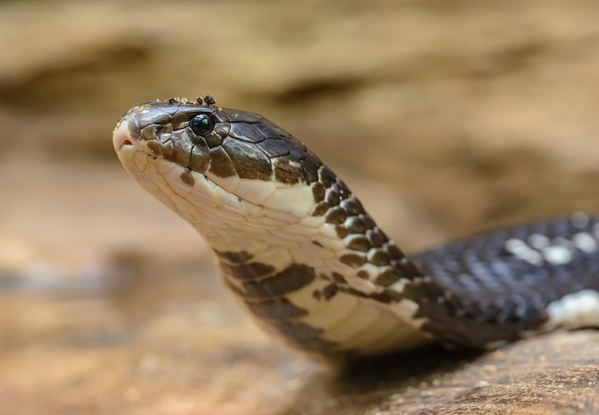 faccia-a-faccia-incontro-vipera-veleno-come-comportarsi-cosa-fare-indicazioni