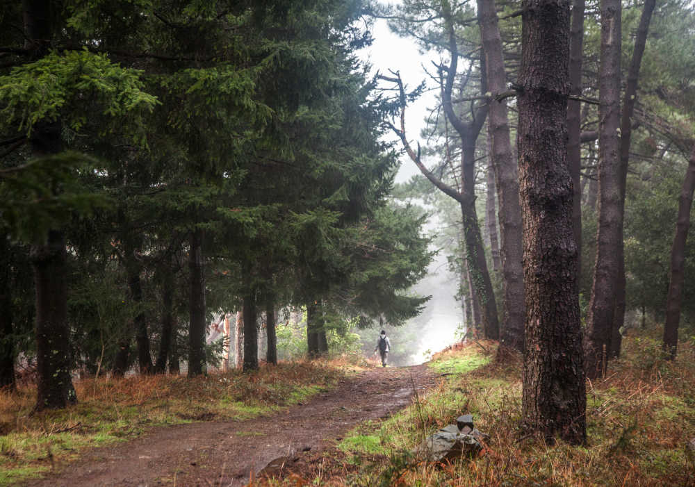 Escursioni all'Elba sulle tracce di Napoleone Bosco dell'Imperatore