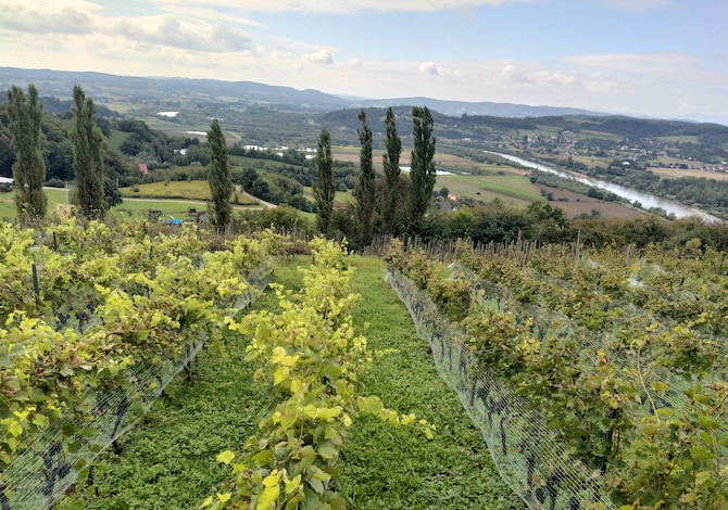 polonia-in-bici-la-ciclabile-velo-dunajec-sul-fiume-anche-in-zattera-tarnow-vino