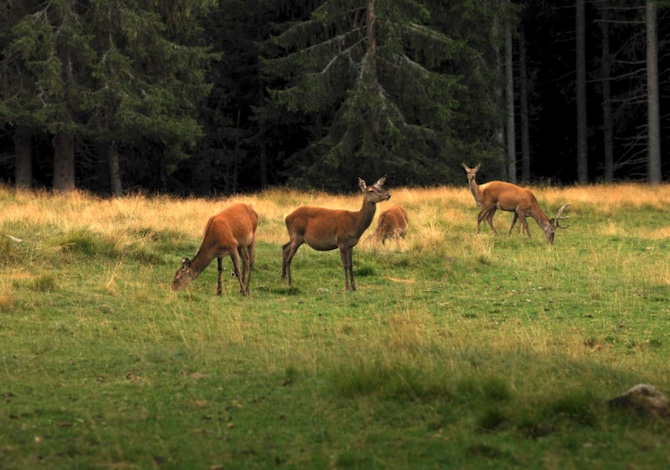 val-di-fiemme-cosa-fare