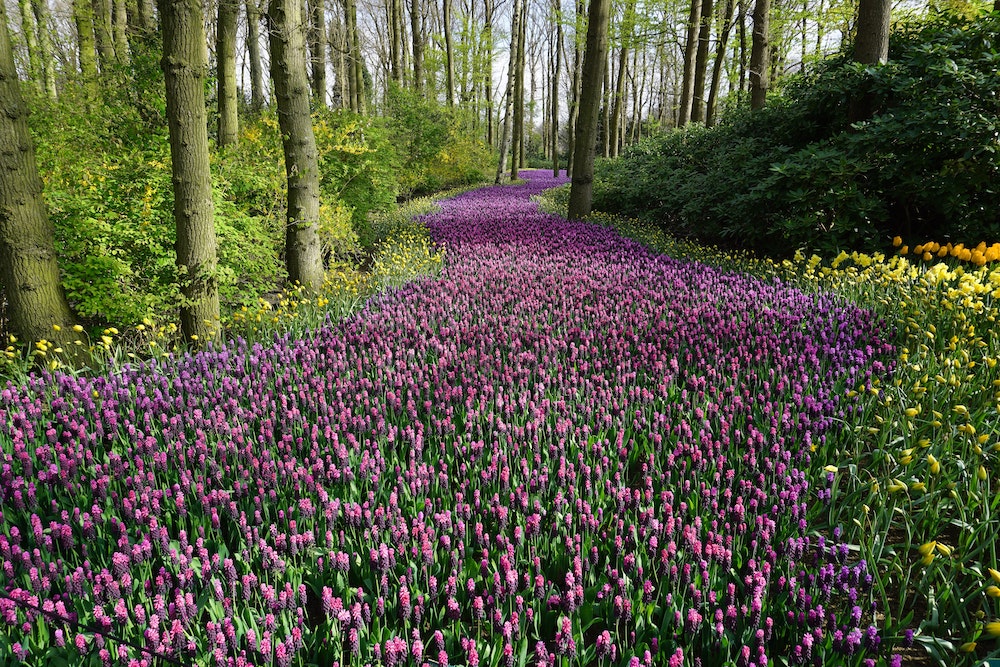 primavera-fiori-pulizie
