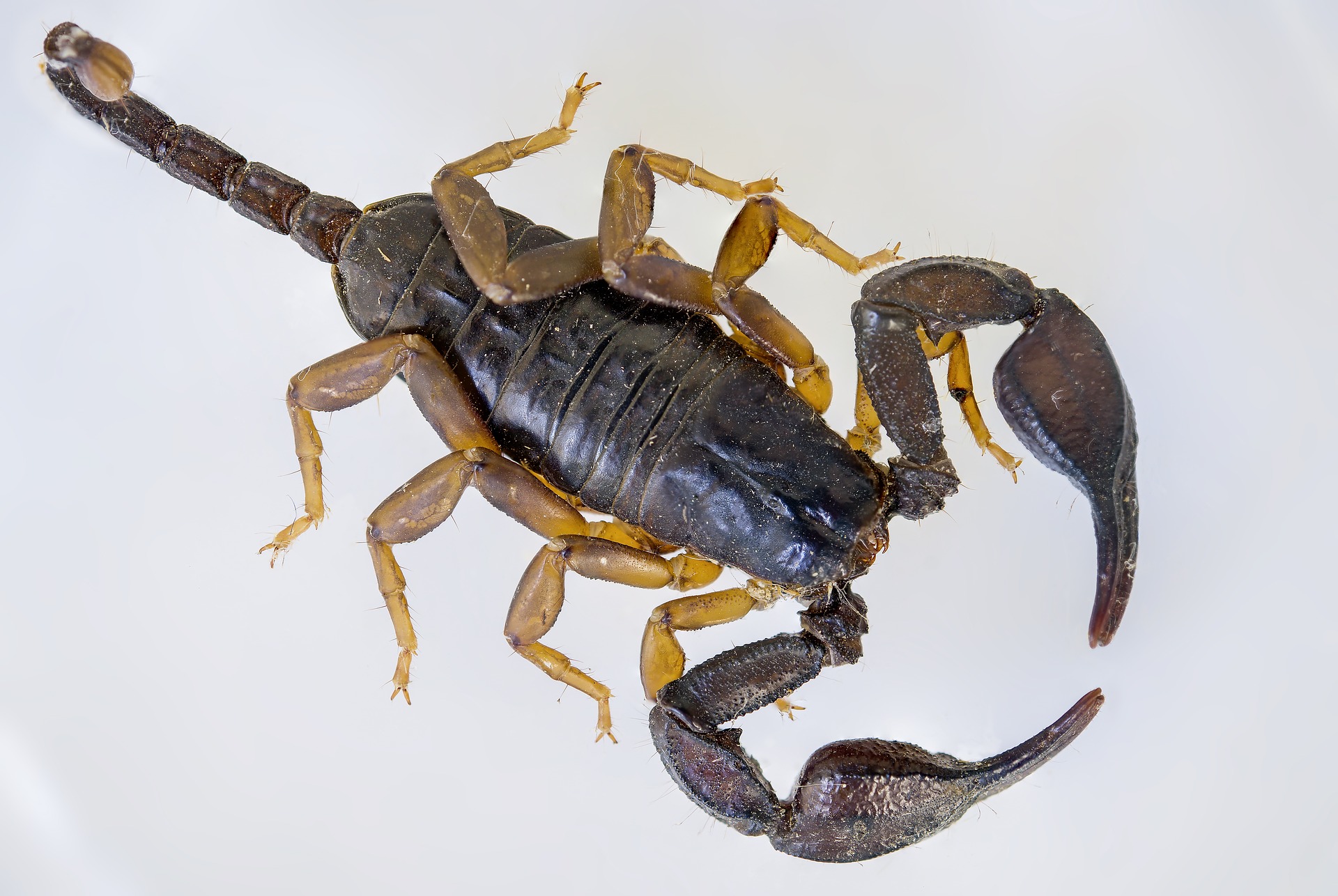Puntura di scorpione