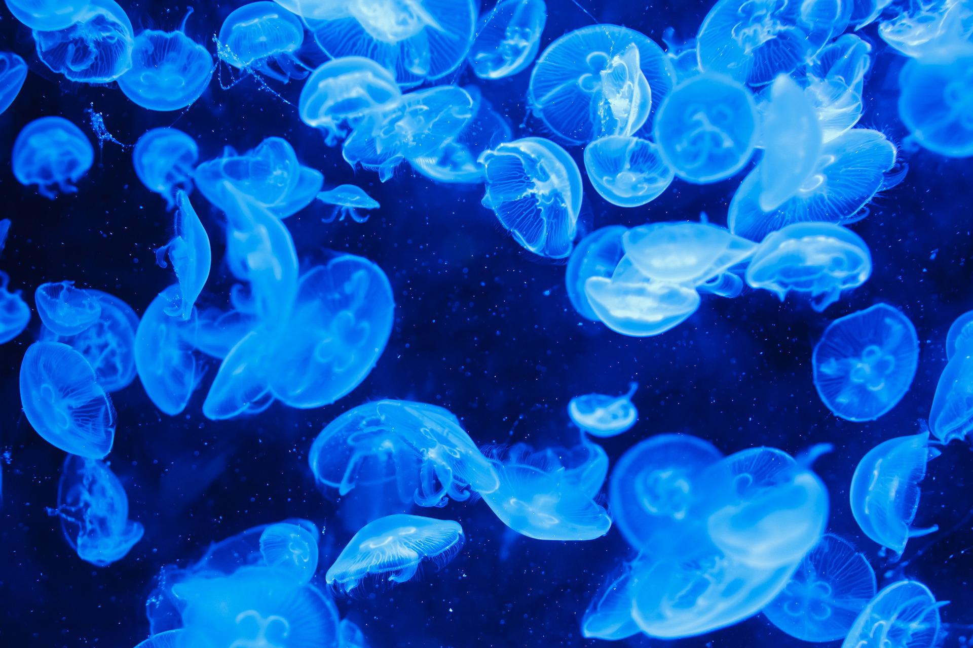 Invasione di meduse
