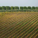 Vigneti-Marche
