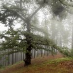 Cammino di Santiago, Gran Canaria