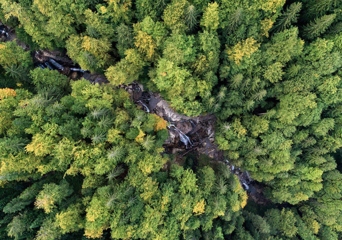 Cambiamento climatico e cementificazione stanno riducendo le foreste in Europa