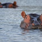 10 animali aggressivi