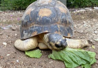 La tartarughina 90 enne che diventa papà di 3 cuccioli, le foto