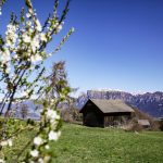 Fioriture di primavera in montagna