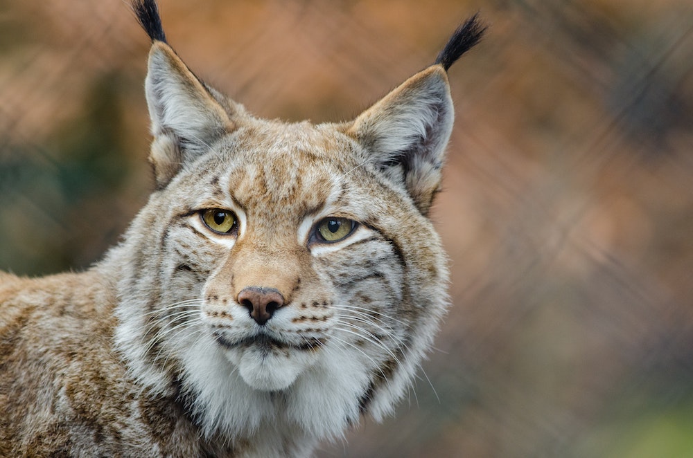 animali-rischio-estinzione