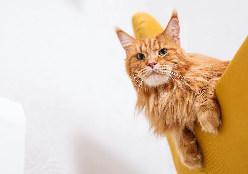 gatto-maine-coon