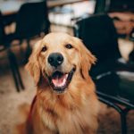 Labrador retriever